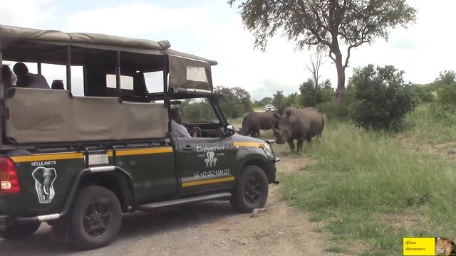 Angry Rhino Bull Charge Cars In Kruger National Park смотреть онлайн