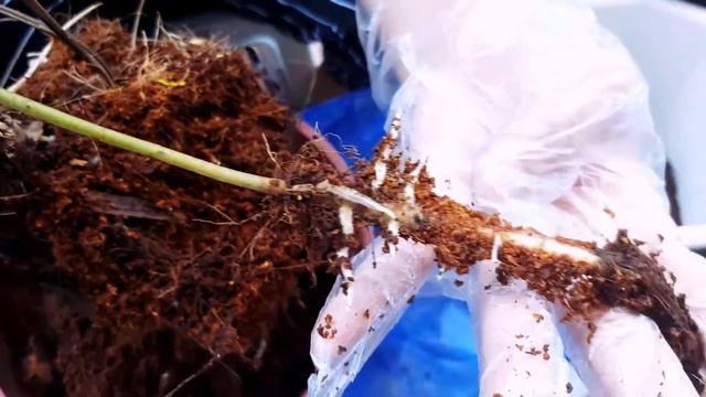 Pagrerepot ng Monstera Deliciosa смотреть онлайн
