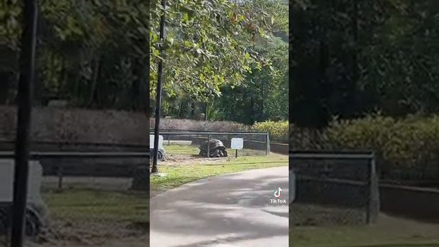 ВЛОГ ОЛИ ШЕЛБИ В ОКЕАНЕ 😍"ОЧЕНЬ КРАСИВО" смотреть онлайн