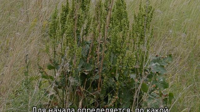 Как избавиться от конского щавеля на участке навсегда смотреть онлайн