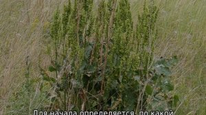 Как избавиться от конского щавеля на участке навсегда