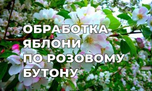 Обработка яблони по «розовому бутону» от болезней и вредителей.