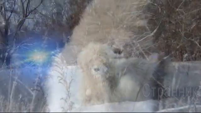 Звёздный странник. Легенды Снежных Псов смотреть онлайн