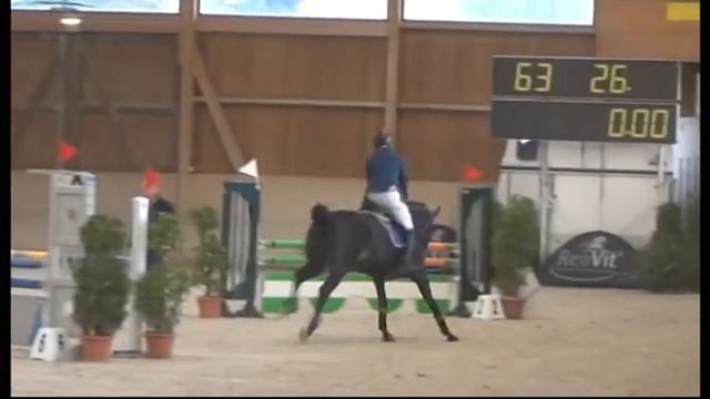 Heiniger-Pferde.com Quasimodo x Voltaire Stute 2004 Zangersheide смотреть онлайн