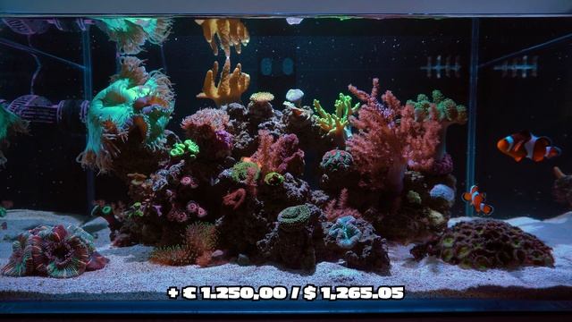 How Much Does a Reef Tank Cost? A Price Breakdown. смотреть онлайн