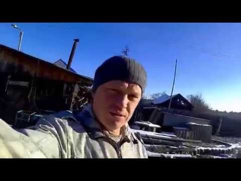 Вьетнамские поросята / Обзор свинарника