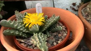 Faucaria tigrina, Tiger's Jaw Plant, in Flower