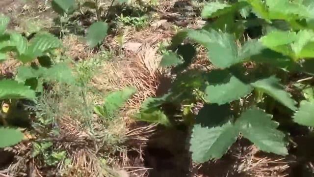 ГАЗОНОКОСИЛКИ и ПРИРОДНЫЙ ГАЗОН В ОГОРОДЕ Как провести выходной смотреть онлайн