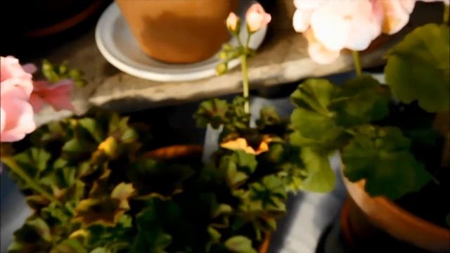 End of October in 'Pelargonium Castle' смотреть онлайн