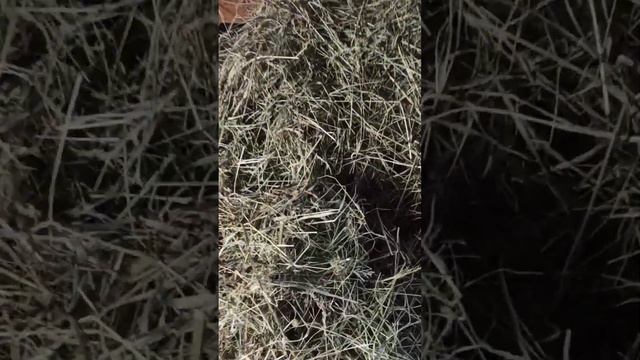 Сибирь❄Выходной на даче▪️Море снега ⛄Отвечаю на вопросы▪️Влог смотреть онлайн