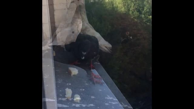 Голубиный танец смотреть онлайн