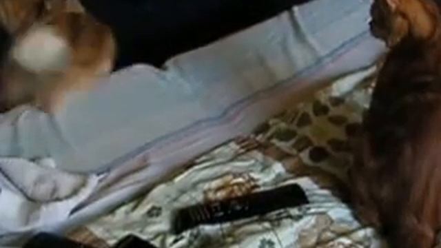 Огонёк, Конфетка, Персик 26 сентября 2016г. Игры 12 часов дня смотреть онлайн