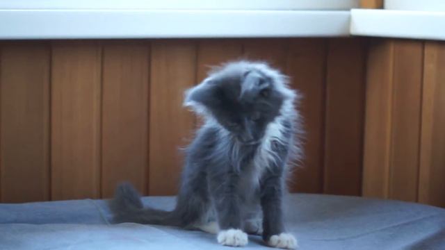 Котенок мейн-кун Zen Garden Pavlentiy смотреть онлайн