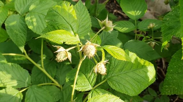 малина Энросадира. Открытый грунт. Качество ягоды? смотреть онлайн