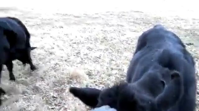 Коровы сорвали попытку охотника подстрелить оленя