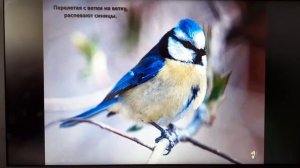 Почему в лесу нужно соблюдать тишину