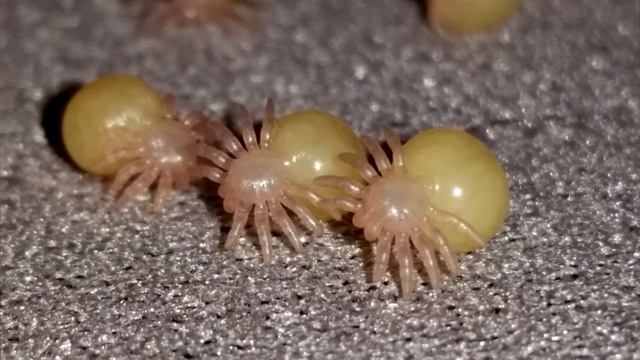 Tarantula Facts: the HAIRY SPIDER ?️ Animal Fact Files смотреть онлайн