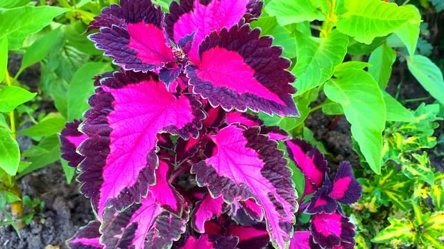 15 августа Степанов День. Что нельзя делать 15 августа. Народные традиции и приметы и суеверия смотреть онлайн