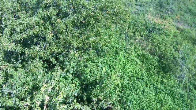 mu de txiv ໝາກໝັ້ນ Muag thiab Review Drone 8811 pro 8k 2021 part #1# смотреть онлайн