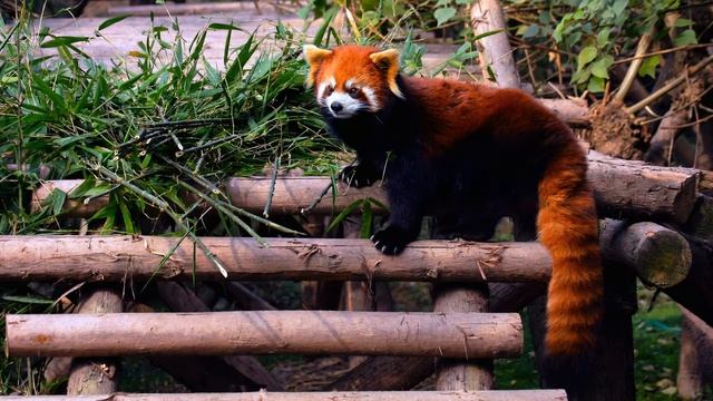 Картинка животное. Красная панда, лестница, строение. смотреть онлайн