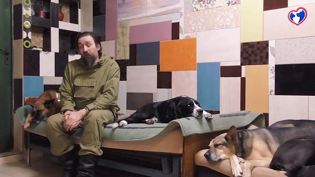 СОБАКИ БЫВАЮТ ПРЕДАТЕЛЯМИ И ВОТ МОЙ СЛУЧАЙ! Помощь Животным смотреть онлайн