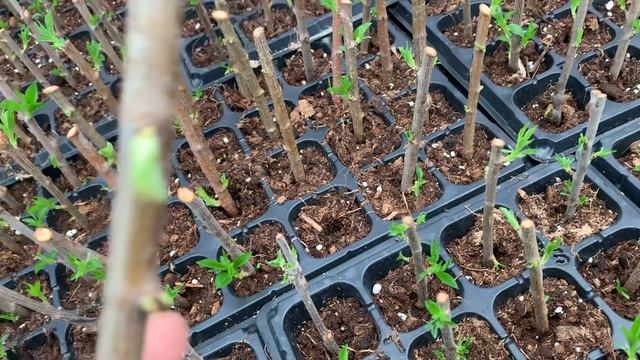 Всл 2 подвой  гилас тамыры