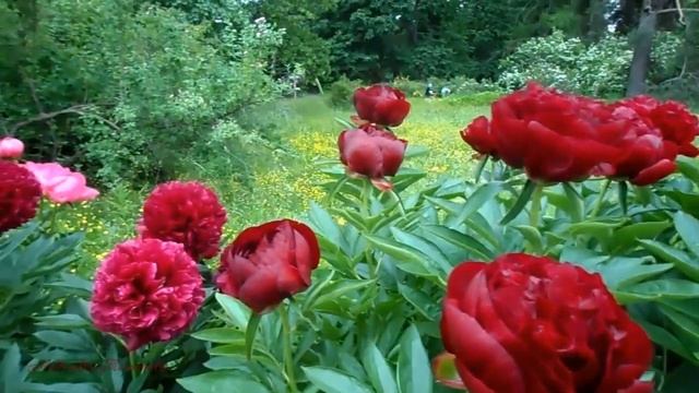 Цветут пионы в Северной Столице Ботанический сад Петра Великого июнь 2022 года смотреть онлайн