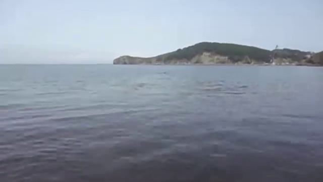АМЕРИКАНСКИЙ ВОДЯНОЙ СПАНИЕЛЬ смотреть онлайн