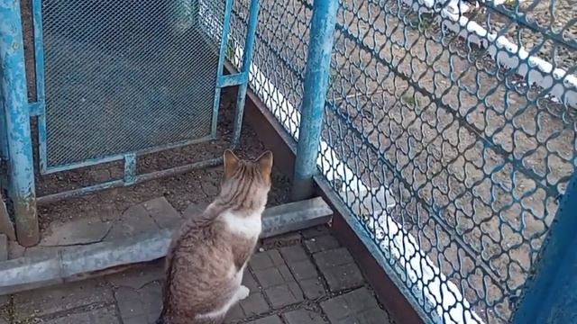 Конец апреля, а погода как летом! Шпалера для томатов. смотреть онлайн