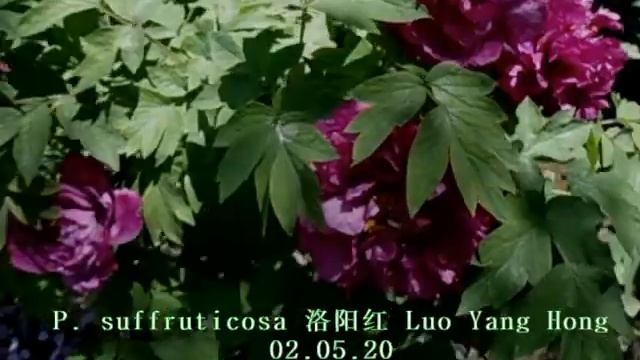 Пион древовидный Luo_Yang_Hong-Luoyang Red смотреть онлайн