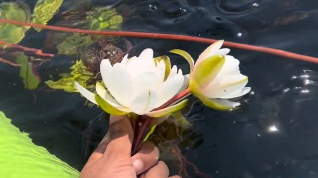 Secret discovered in the lake in Canada??// Dartmouth NS// Canada//Mzinnat// смотреть онлайн