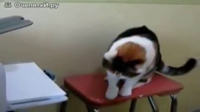 Смешные коты !#1