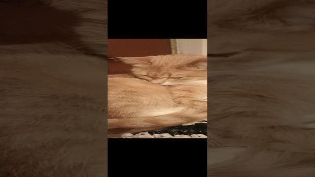 VID_20221229_193713.mp4 смотреть онлайн