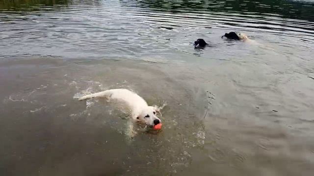 Щенки лабрадора ретривера чёрного окраса ждут владельцев смотреть онлайн