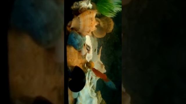 Улитки-Ампулярии