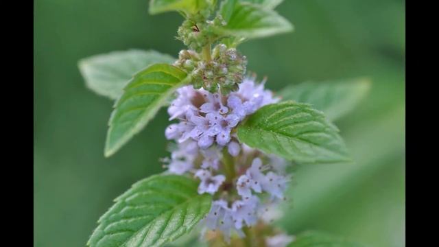 Мята перечная (английская мята, холодная мята, холодянка). Использование как прянось смотреть онлайн