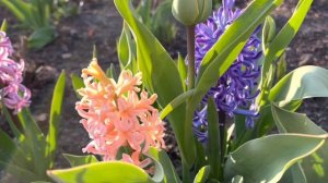 Весенние цветы