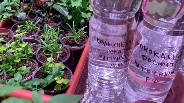 КАК КОРМИТЬ? МАТОЧНЫЕ РАСТВОРЫ ДЛЯ РАССАДЫ, как я их готовлю и храню. смотреть онлайн