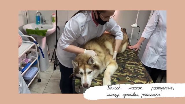 Хаски: расслабляющий массаж смотреть онлайн