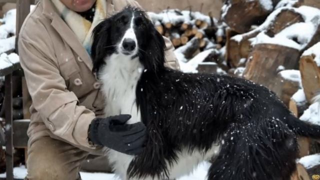 ВОЛКОДАВЫ - 5 СОБАК СПОСОБНЫХ УБИТЬ ВОЛКА смотреть онлайн