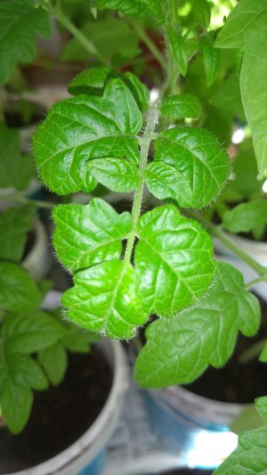 Болезни рассады томатов