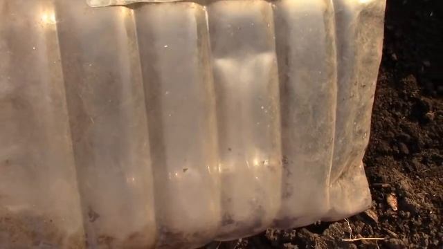 Безрассадный способ Посева КАПУСТЫ семенами. СРАЗУ В ГРУНТ Простой и Верный Способ смотреть онлайн