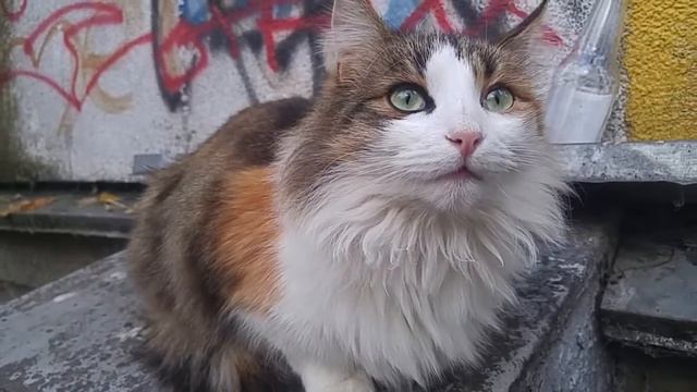 Коты и кошки молчат в ответ смотреть онлайн