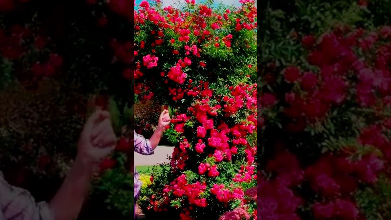 Роза Эксцельза Excelsa сорт для украшения арки 1 смотреть онлайн