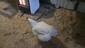 Какая курица несет САМЫЕ БОЛЬШИЕ ЯЙЦА?