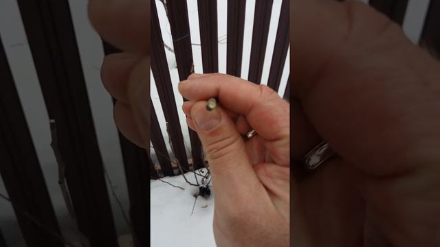 Айва смотреть онлайн