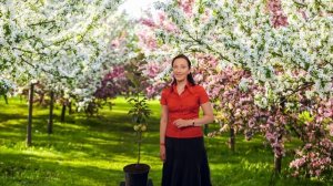 Как подобрать яблоню исходя из расположения грунтовых вод. Советы