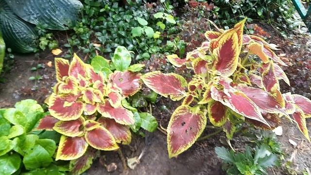 Колеус / Крапивка / Coleus