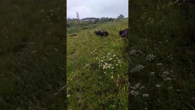 Дружит Яшка, история про Муху смотреть онлайн