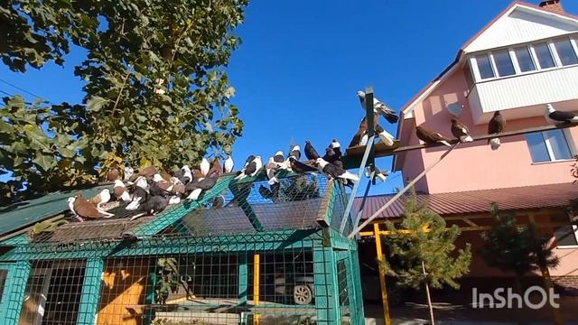 голуби самары. поминки по Маринке! и в конце песня про рыбалку . смотреть онлайн